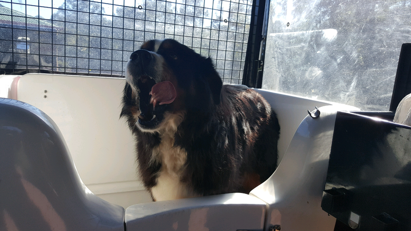 fetch mobile dog spa